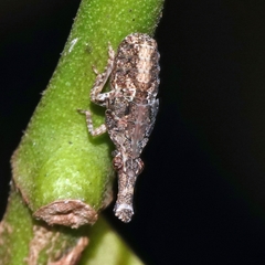 Eurinopsyche obscurata