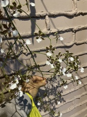 Oncidium leucochilum