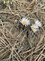 Townsendia hookeri