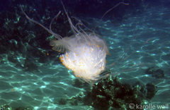 Cepheidae