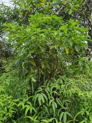 Palicourea mortoniana