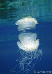 Cepheidae