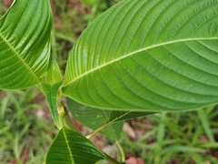 Palicourea mortoniana