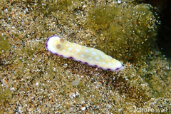 Goniobranchus albopustulosus