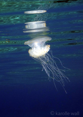 Cepheidae