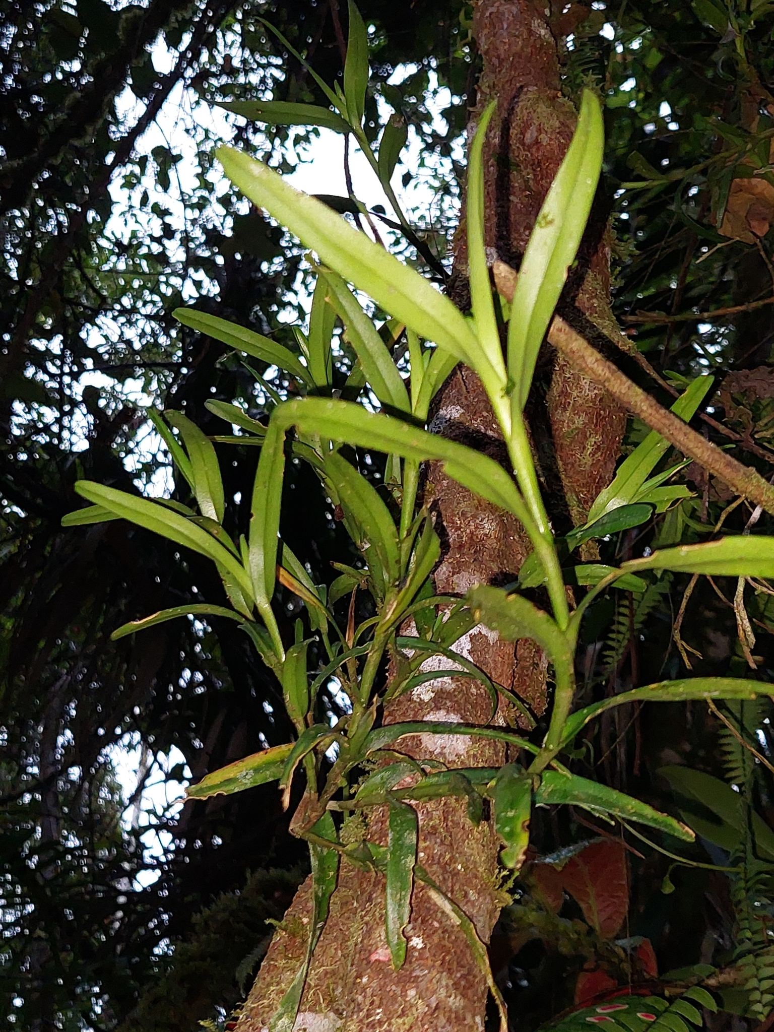 Epidendrum ramosum Jacq. 3