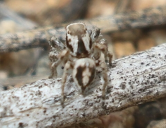 Habronattus formosus
