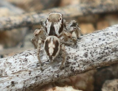 Habronattus formosus