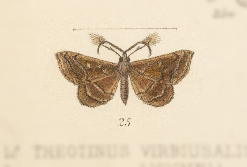 Salia anthippe