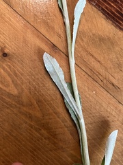 Gamochaeta argyrinea