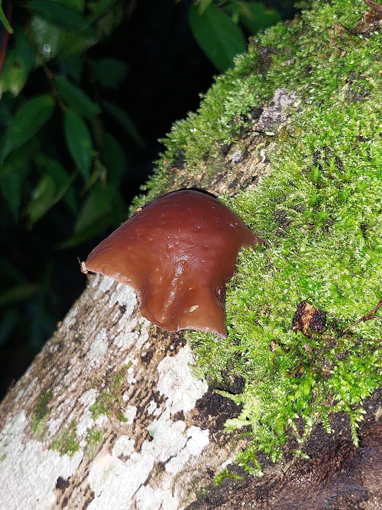Auricularia delicata · April 2022 · photo: © danielmesa1 (iNaturalist, cc-by)