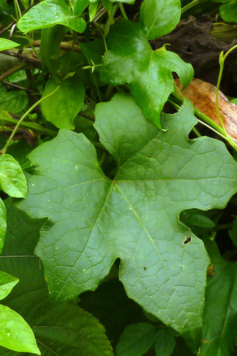 Sponge Gourd