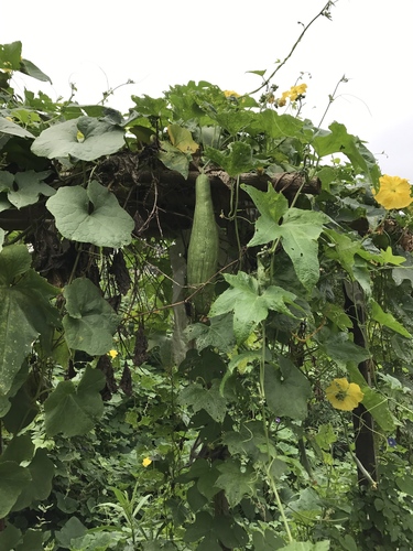 Sponge Gourd