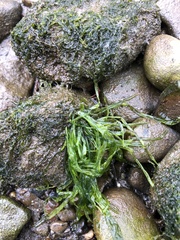 Ulva intestinalis