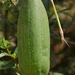 Sponge Gourd - Photo (c) Bernard DUPONT, some rights reserved (CC BY-SA)