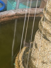 Sylvirana nigrovittata