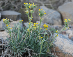 Oreocarya confertiflora