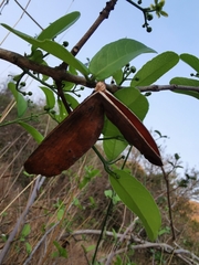 Semialarium mexicanum