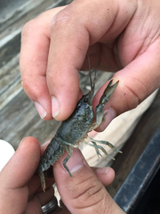 Procambarus kensleyi