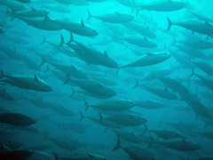 Sarda orientalis