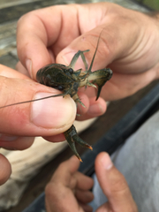 Procambarus kensleyi