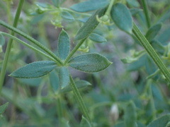 Galium hallii