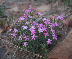 Phlox stansburyi