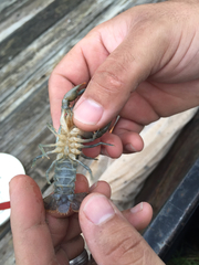 Procambarus kensleyi