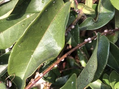 Ceroplastes sinensis