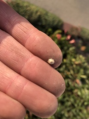 Ceroplastes sinensis