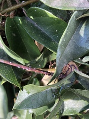 Ceroplastes sinensis