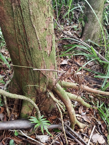 Symphonia globulifera - Habitat