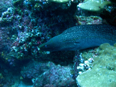 Gymnothorax dovii