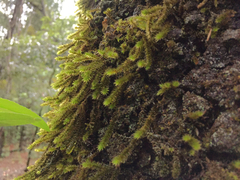 Ptychomnion aciculare