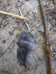 Sorex trowbridgii
