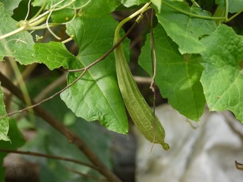 Luffa acutangula