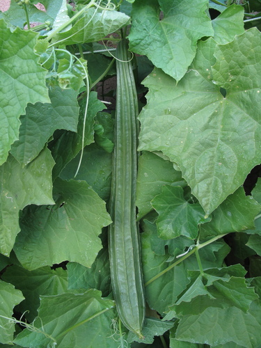 Luffa acutangula