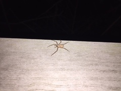 Selenops submaculosus