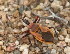 Apiomerus cazieri