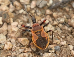 Apiomerus cazieri