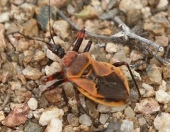 Apiomerus cazieri