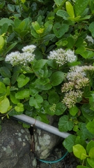 Eupatorium kiirunense