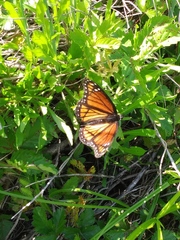 Limenitis archippus watsoni