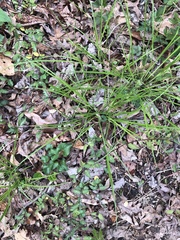 Carex debilis rudgei