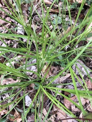 Carex debilis rudgei