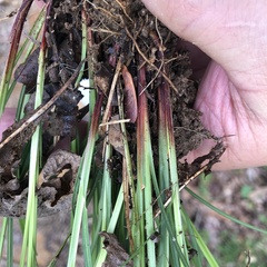 Carex debilis rudgei