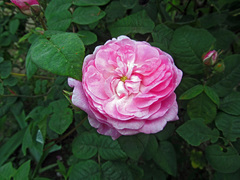 Rosa centifolia