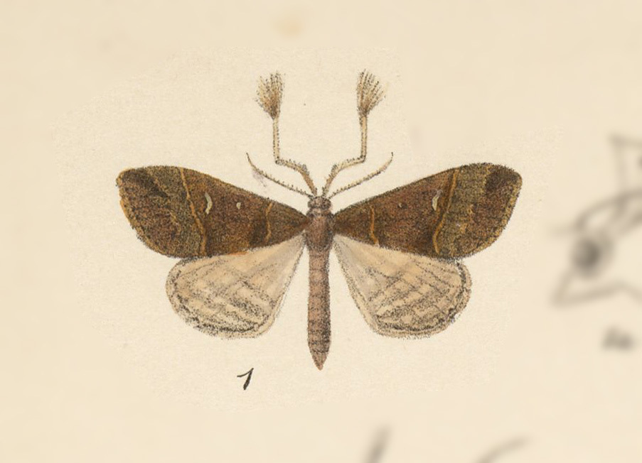 Scopifera lygdus