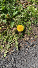 Taraxacum