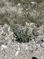 Penstemon bicolor